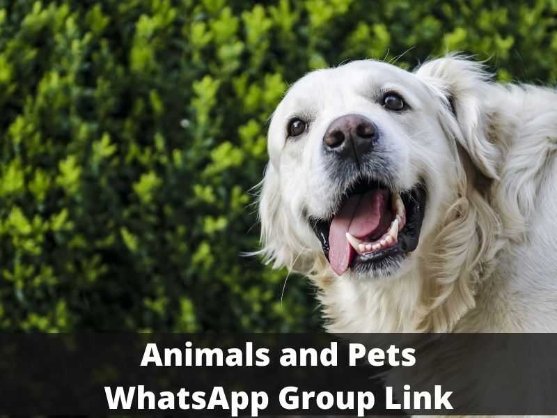 Animals and Pets WhatsApp Group Link
